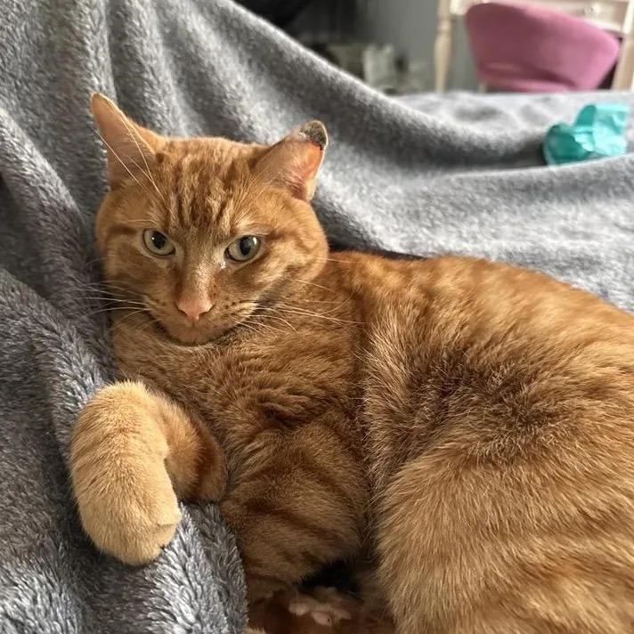 An adult medium-sized male Domestic Short Hair cat named Kobe โ A Very for adoption in Farmington, MN