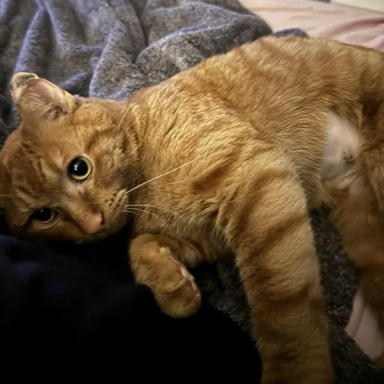 Kobe — A Very thumbnail 2
