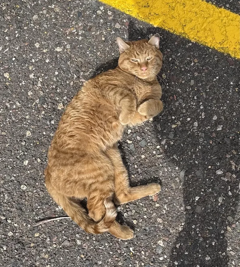 Kobe — A Very thumbnail 3