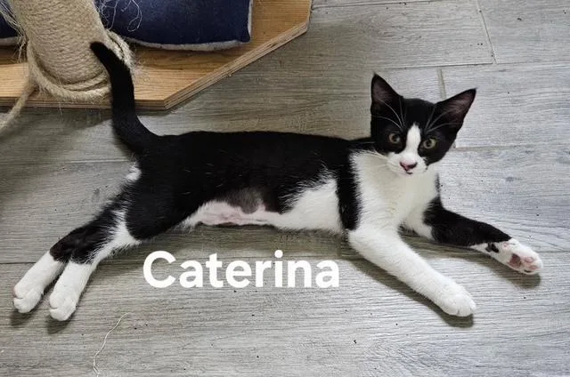 A baby medium-sized female Domestic Short Hair cat named Caterina for adoption in Zimmerman, MN