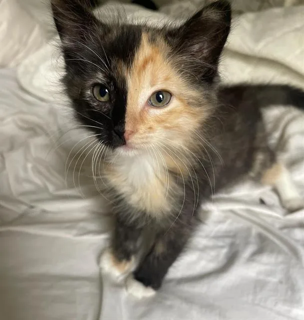 A baby small-sized female Domestic Short Hair cat named Spice for adoption in Chula Vista, CA