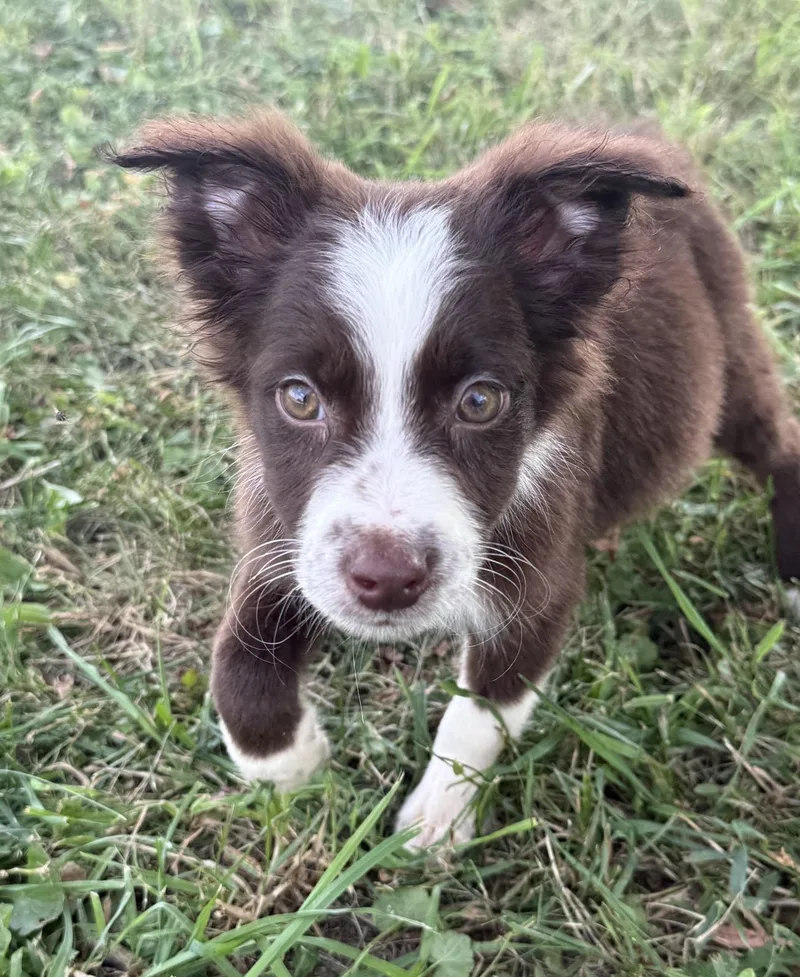 A baby medium-sized male Brown / Chocolate Australian Shepherd dog named Wes for adoption in Iron Ridge, WI