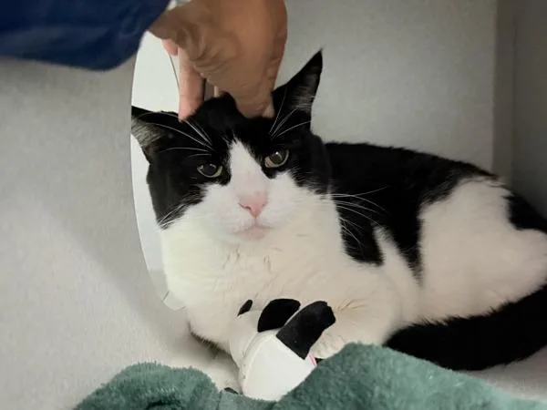 An adult large-sized male Domestic Short Hair cat named Stallone for adoption in New York, NY