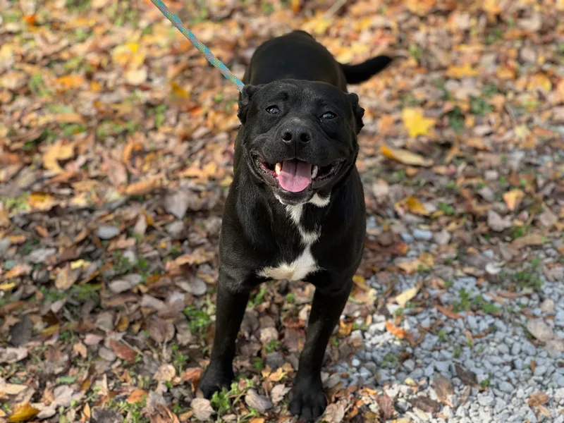 A young medium-sized male American Staffordshire Terrier dog named Faulkner Transport for adoption in Gradyville, KY