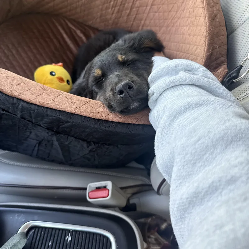 Benji