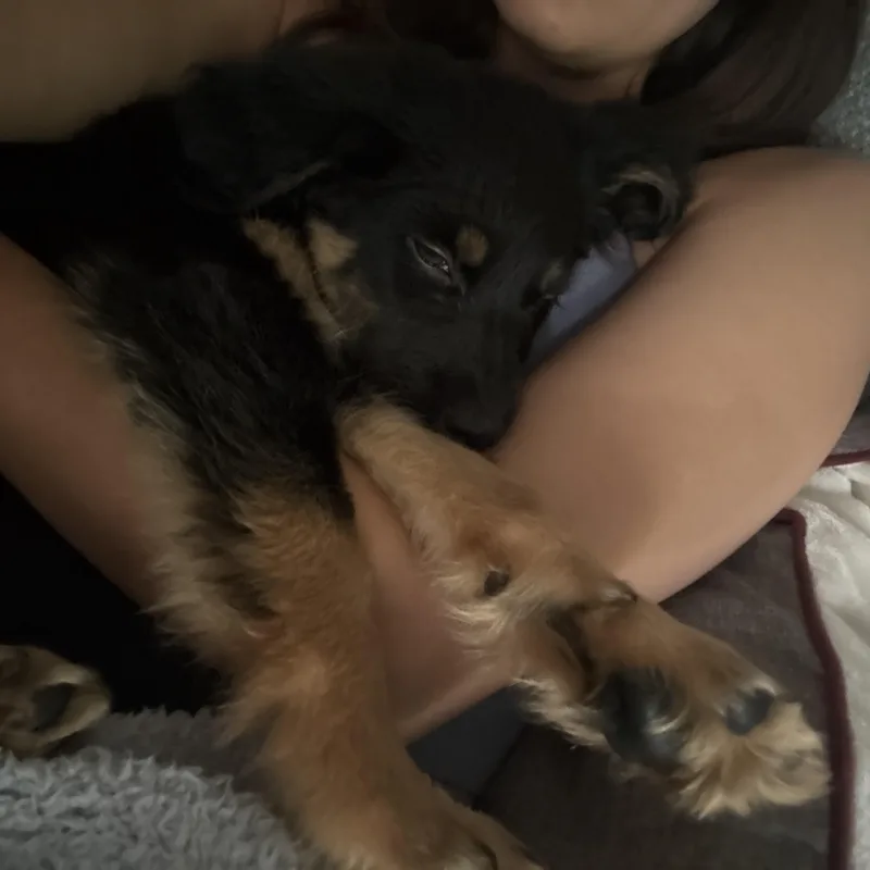 Benji thumbnail 2