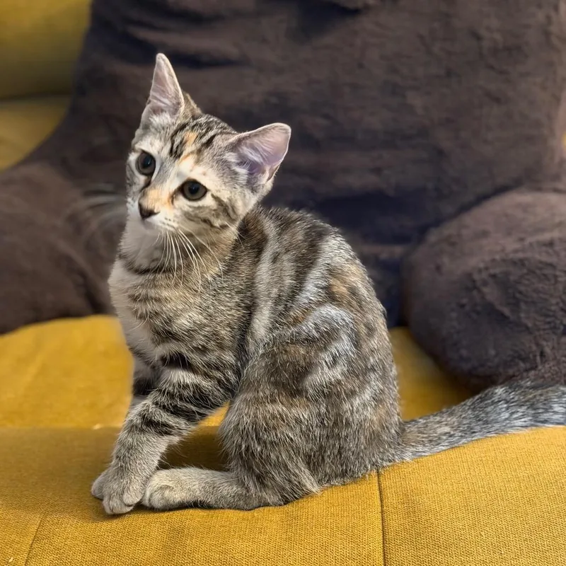 A baby small-sized female Torbie Domestic Short Hair cat named Funny Valentine for adoption in Roswell, GA