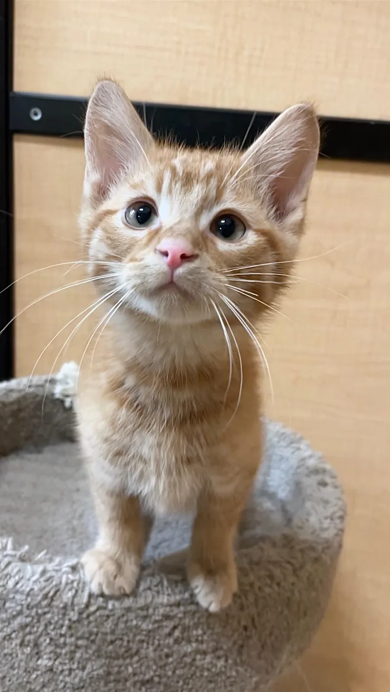 A baby medium-sized male Tabby (Orange / Red) Domestic Short Hair cat named Dieter for adoption in Barrington Hills, IL