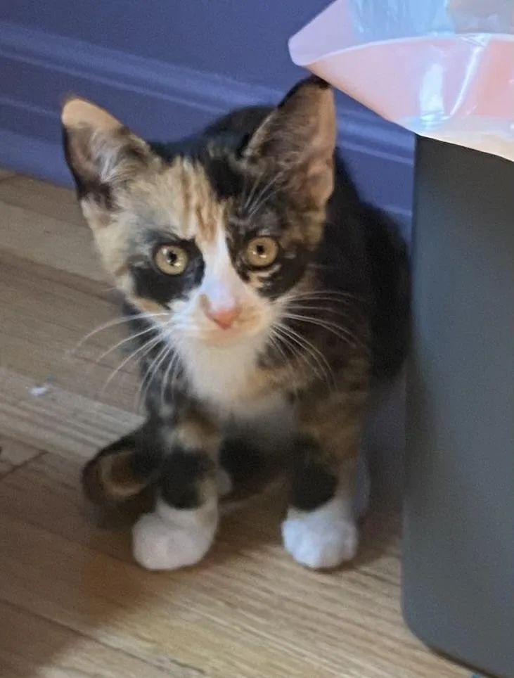 A baby medium-sized female Calico Domestic Short Hair cat named Pecan for adoption in Port Washington, WI