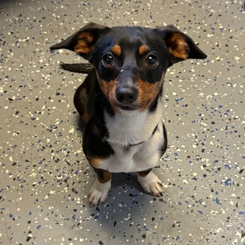 A young small-sized male Black Dachshund dog named Tuscstray_ for adoption in Tuscaloosa, AL