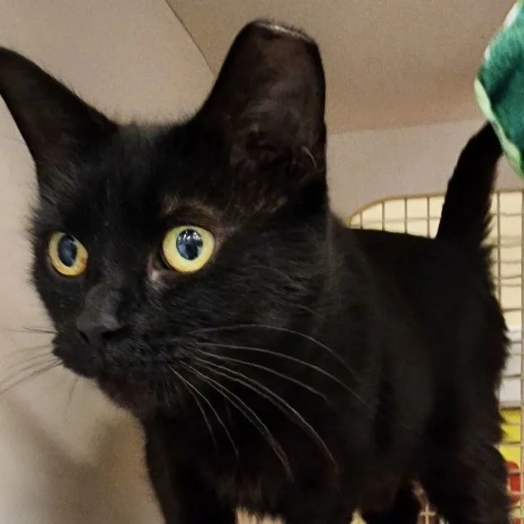 Elvira Sb thumbnail 2