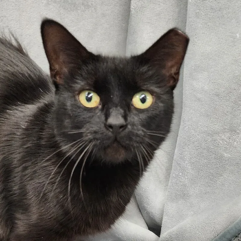 Elvira Sb thumbnail 4