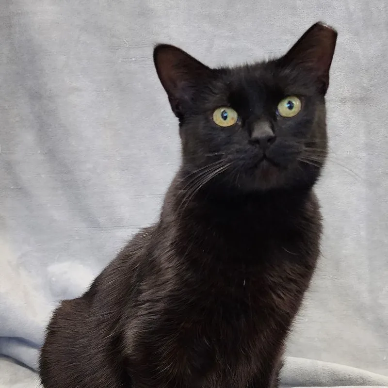 Elvira Sb thumbnail 5