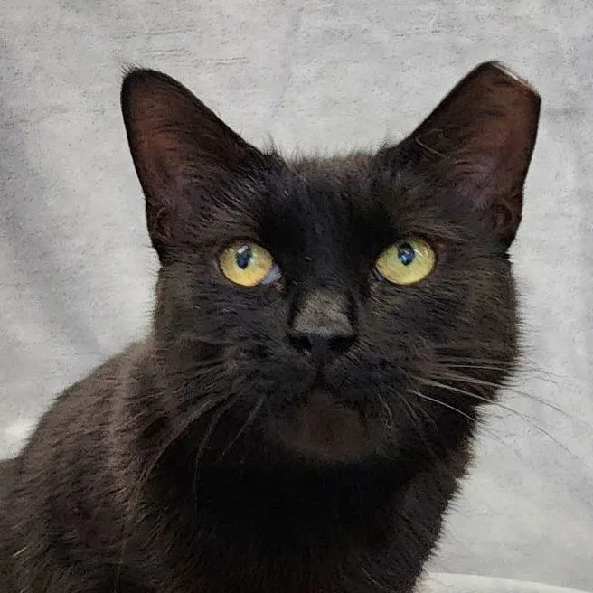 Elvira Sb thumbnail 6