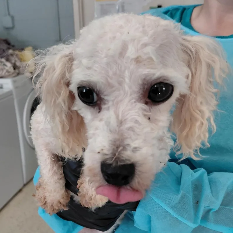 Pippa thumbnail 3