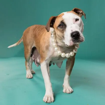 An adult medium-sized female Mixed Breed dog named Fresno for adoption in Atlanta, GA
