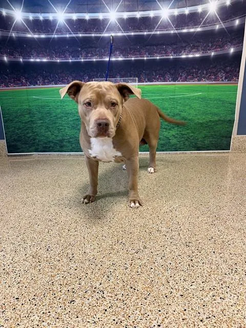 An adult large-sized male American Bulldog dog named Gus for adoption in Miami, FL