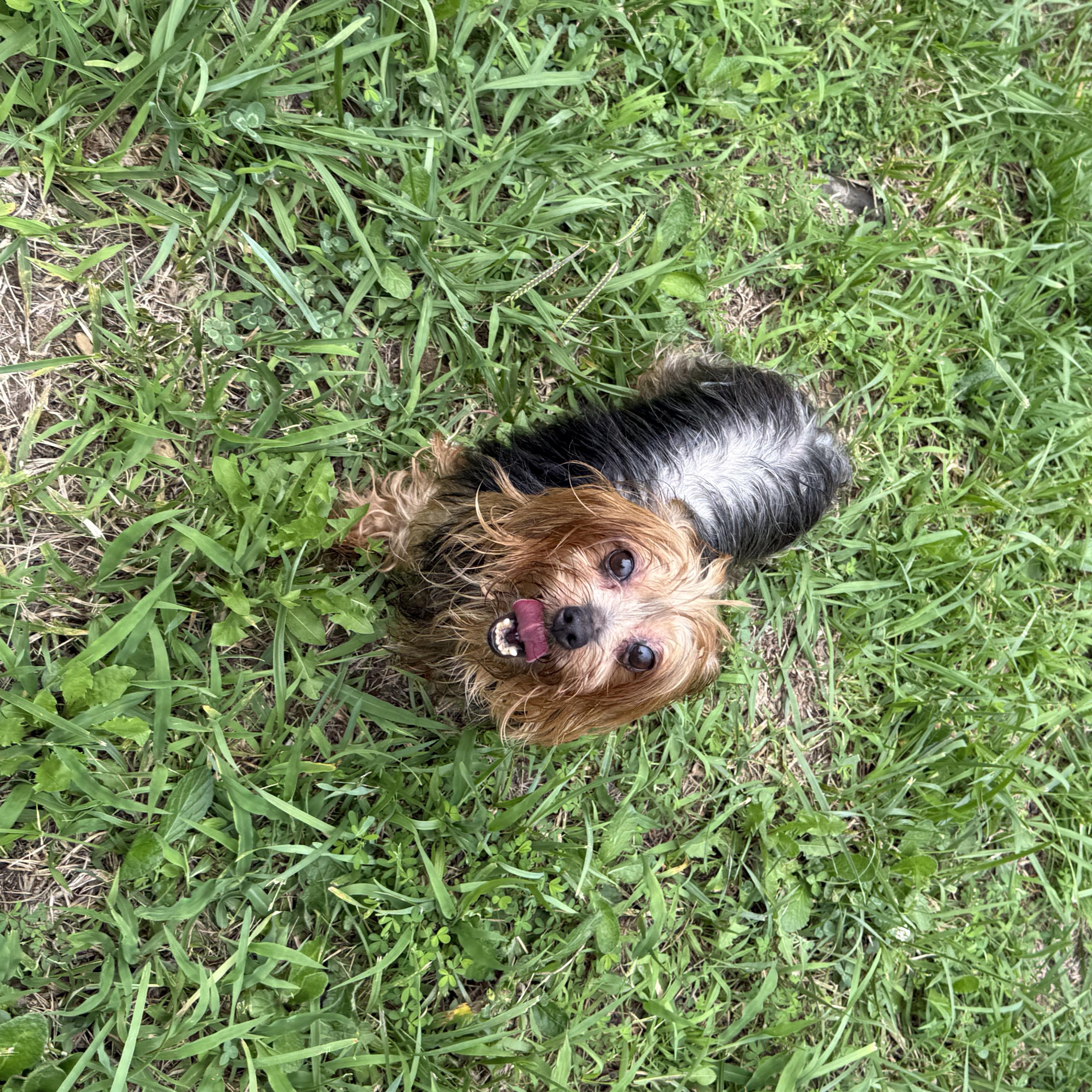 An adult small-sized female Bicolor Yorkshire Terrier dog named London for adoption in Chicopee, MA