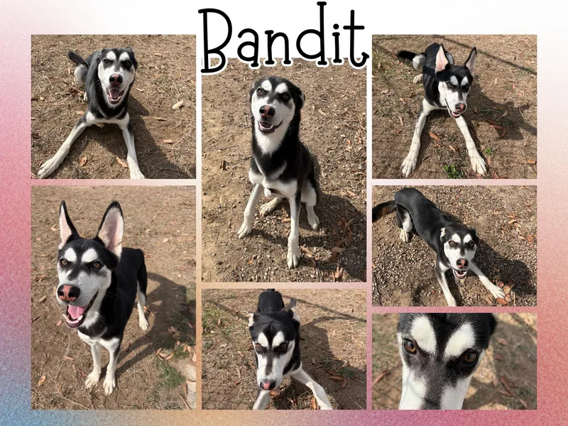 An adult medium-sized male Black Husky dog named Bandit for adoption in Universal City, TX