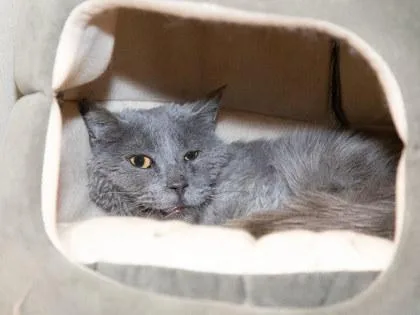 A senior small-sized male Domestic Medium Hair cat named Wren for adoption in Longmont, CO