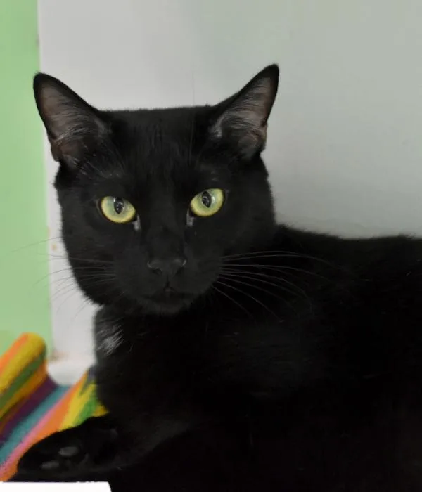 An adult medium-sized male Black Domestic Short Hair cat named Rocket for adoption in Marietta, GA