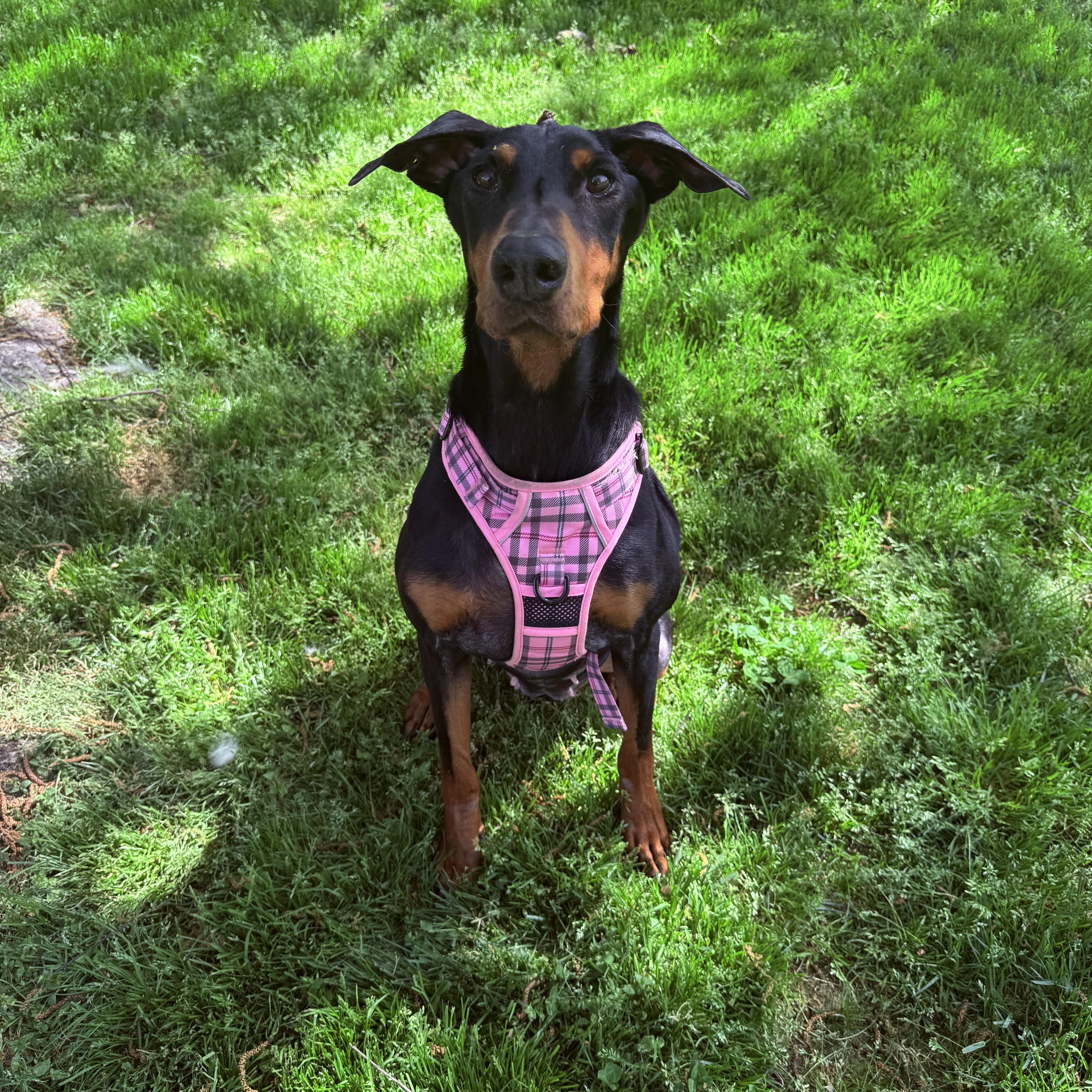 An adult large-sized female Doberman Pinscher dog named Penny for adoption in Fairfax Station, VA