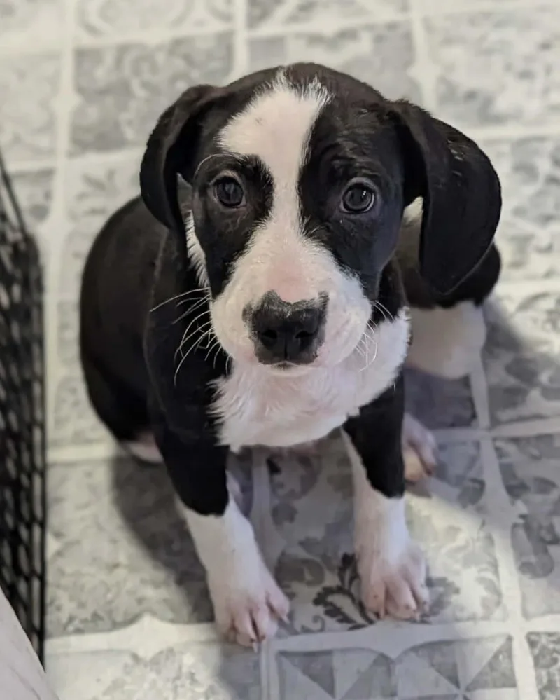 A baby medium-sized female Gray / Blue / Silver Hound dog named Silk for adoption in Dubuque, IA