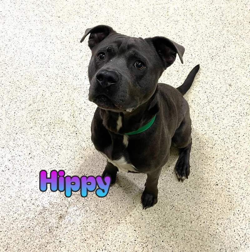 An adult large-sized male Terrier dog named Hippy for adoption in Muncie, IN