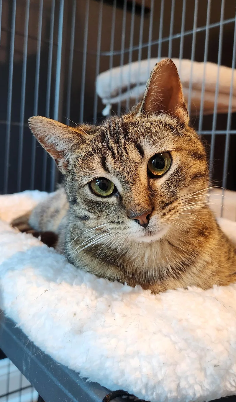 A young small-sized female Tabby (Buff / Tan / Fawn) American Shorthair cat named Samosa for adoption in Highland Park, NJ