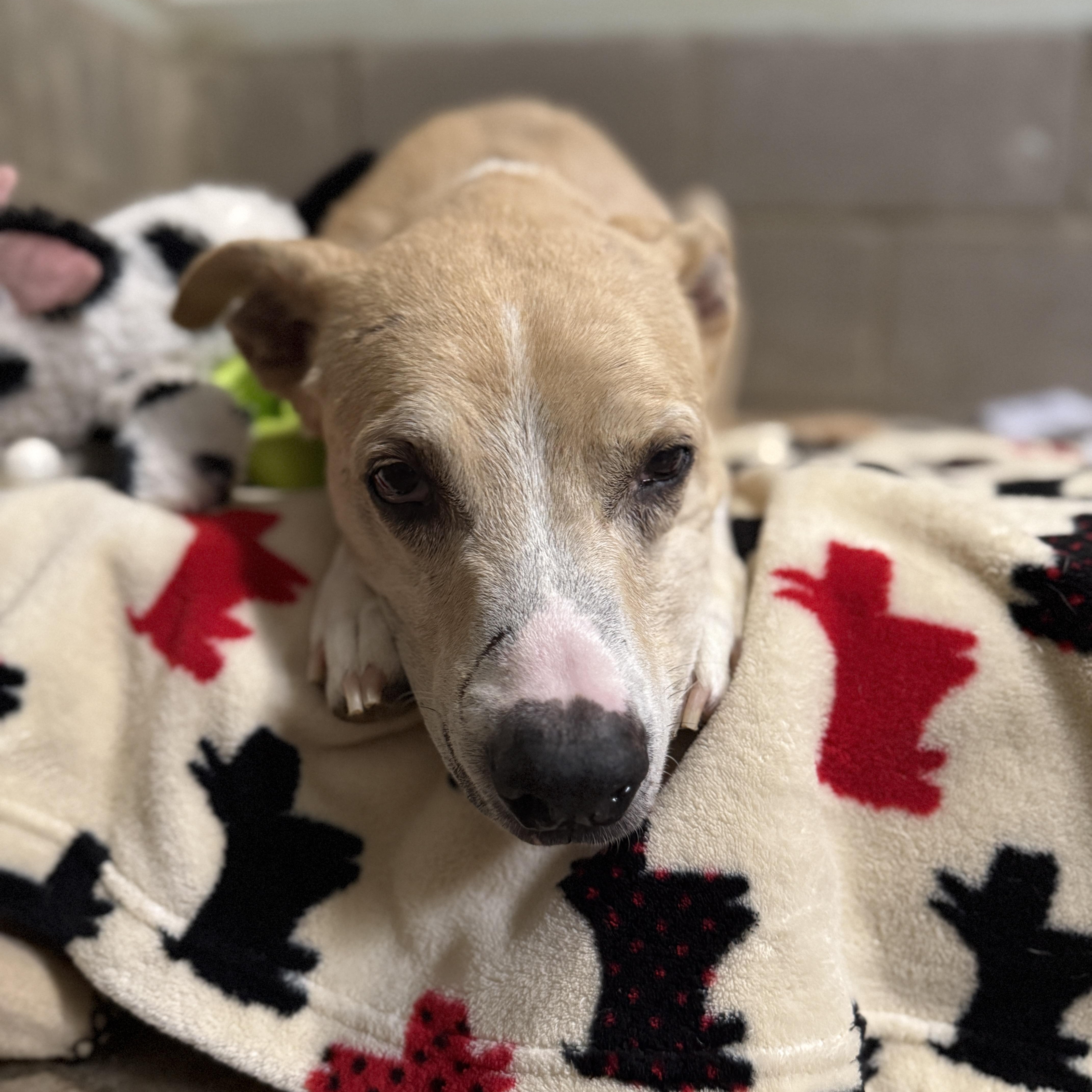 A senior medium-sized male White / Cream Retriever dog named Scotty for adoption in Bulverde, TX