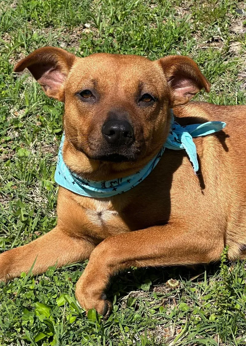 A baby medium-sized female Golden Pit Bull Terrier dog named Tj for adoption in Olympia, WA
