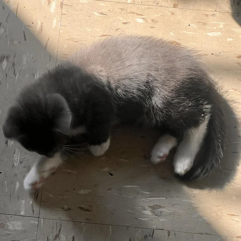 A baby small-sized male Gray / Blue / Silver Domestic Short Hair cat named Stormy for adoption in Brooklyn, NY