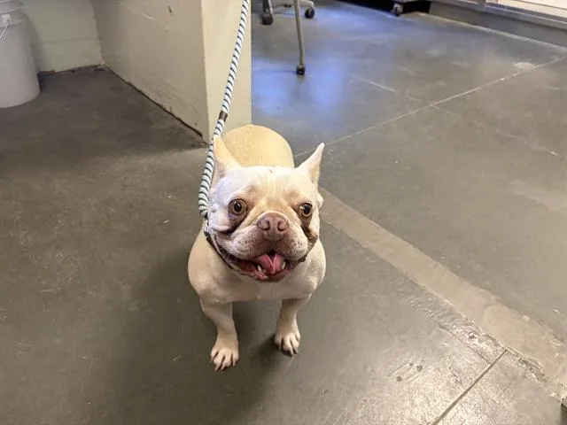 An adult medium-sized male French Bulldog dog named A for adoption in Santa Cruz, CA
