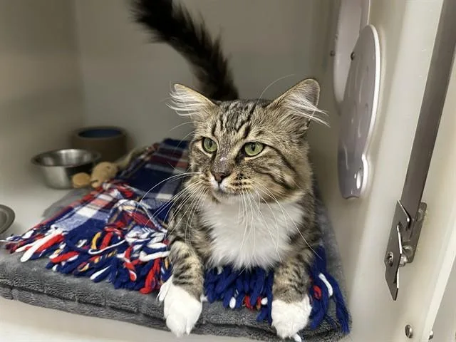 An adult large-sized male Domestic Medium Hair cat named Elvis for adoption in McKinleyville, CA