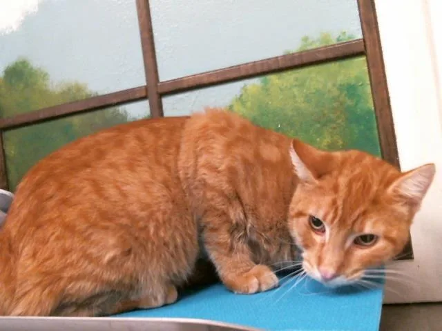 A young large-sized male Domestic Short Hair cat named Orange for adoption in Houston, TX