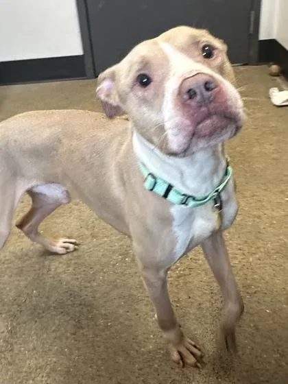 An adult medium-sized male Pit Bull Terrier dog named Dez for adoption in Cleveland, OH