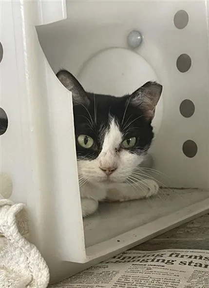 A young medium-sized female Domestic Short Hair cat named Sheryl for adoption in Corpus Christi, TX