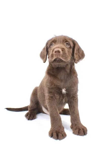 A baby medium-sized male Golden Retriever dog named Hudley for adoption in Morton Grove, IL