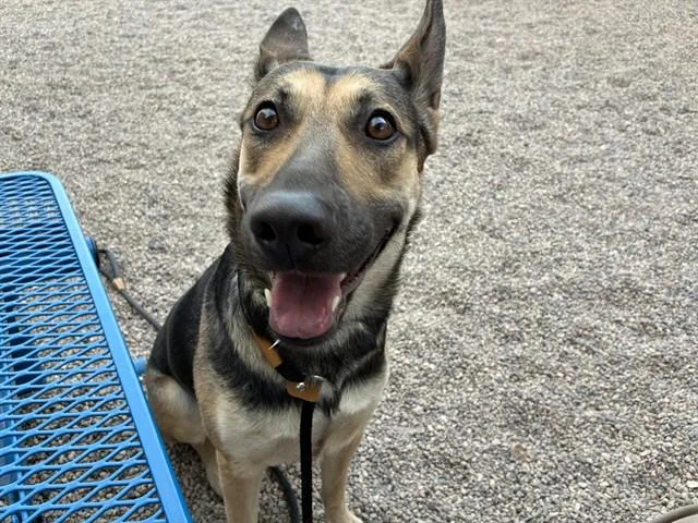 An adult large-sized female German Shepherd Dog dog named Juliette for adoption in Mesa, AZ