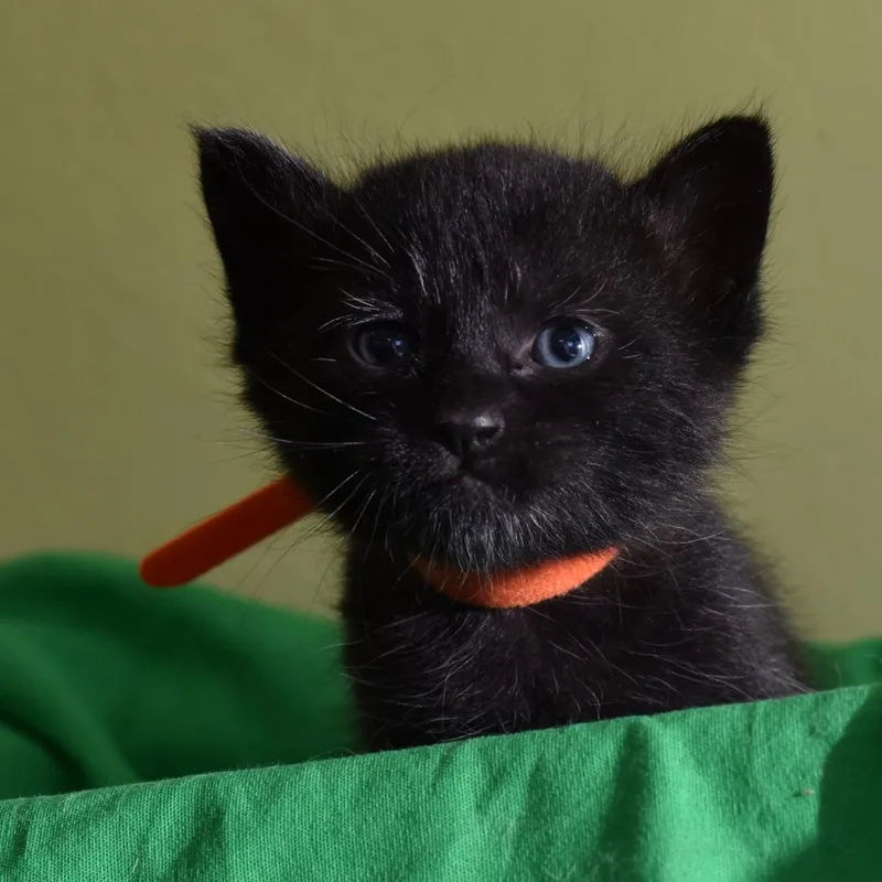 A baby small-sized female Black Domestic Short Hair cat named Ada Lovelace for adoption in Portland, OR