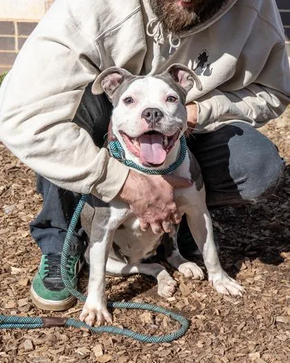 An adult medium-sized female Gray / Blue / Silver American Staffordshire Terrier dog named Mandy for adoption in Leesburg, VA