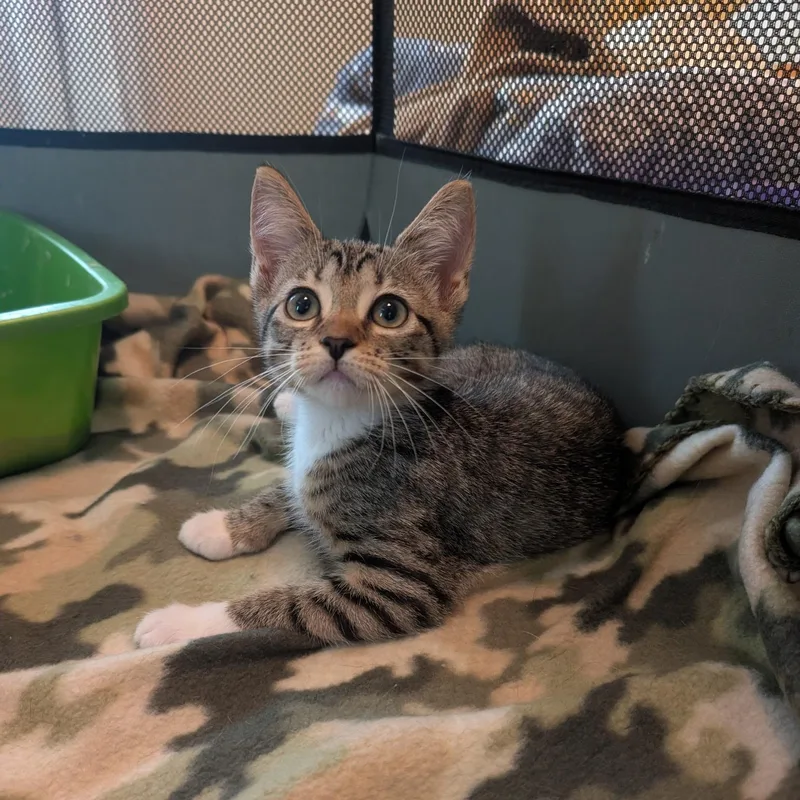 A baby medium-sized female Tabby (Brown / Chocolate) Domestic Short Hair cat named Mazda for adoption in Melbourne, FL
