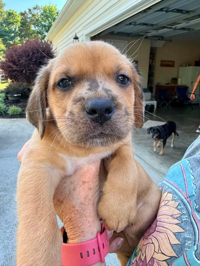 A baby medium-sized male Dachshund dog named Blue for adoption in Roxboro, NC