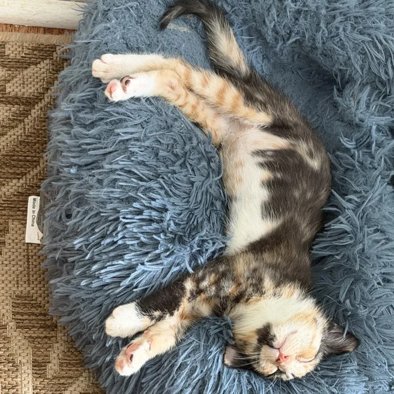 A baby small-sized female Domestic Short Hair cat named Jinn for adoption in Cumming, GA