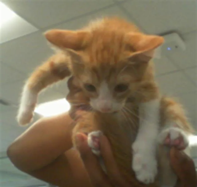 A baby small-sized female Domestic Short Hair cat named Yoko for adoption in Charlotte, NC
