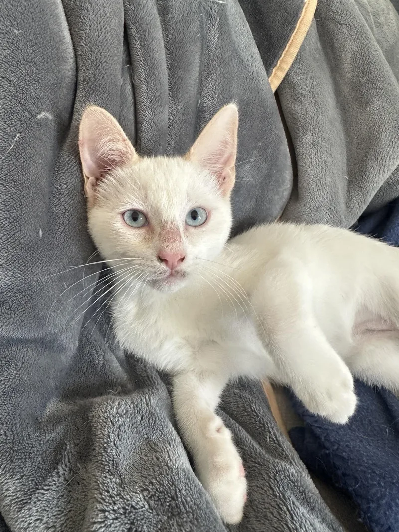 A baby small-sized male Siamese cat named Cotton for adoption in Carlsbad, CA