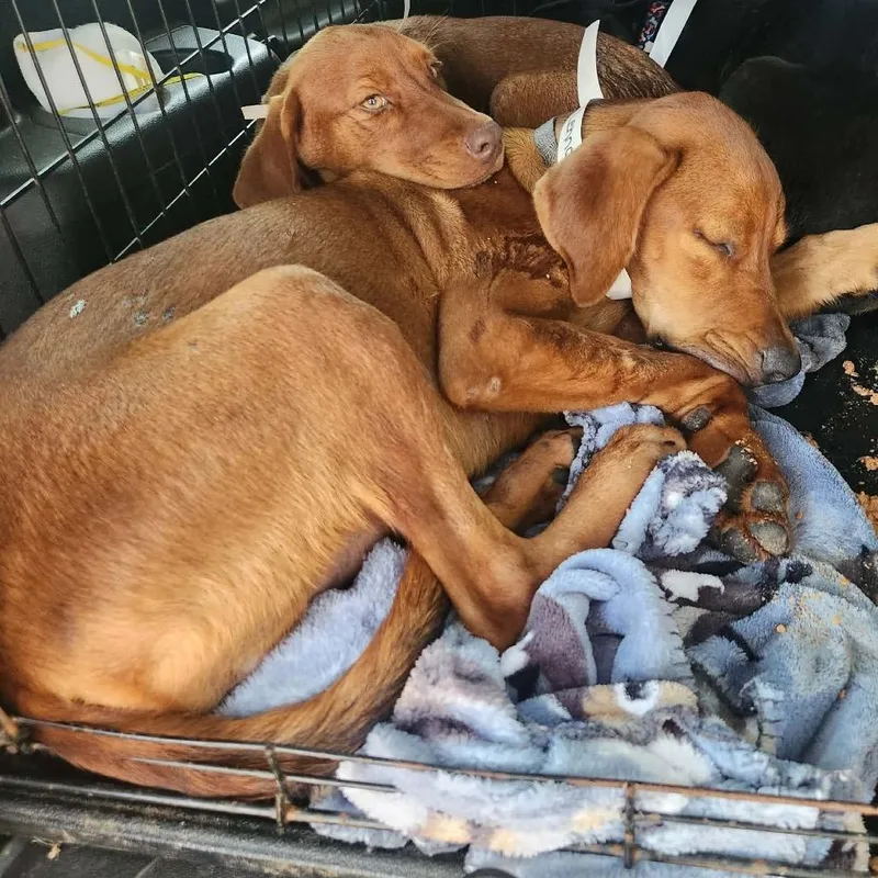 A baby large-sized male Red / Chestnut / Orange Doberman Pinscher dog named Lennox for adoption in Hackett, AR