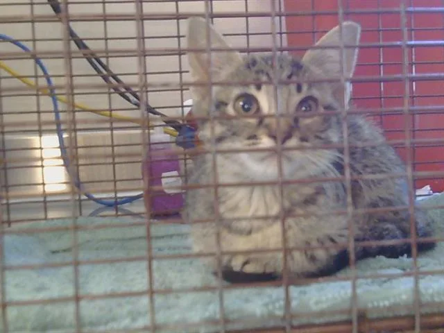 A baby small-sized female Domestic Short Hair cat named Brownie for adoption in Sacramento, CA