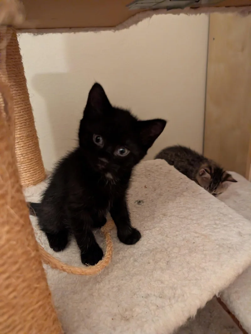 A baby small-sized male Black Domestic Short Hair cat named C Litter Blackbear for adoption in Livonia, MI