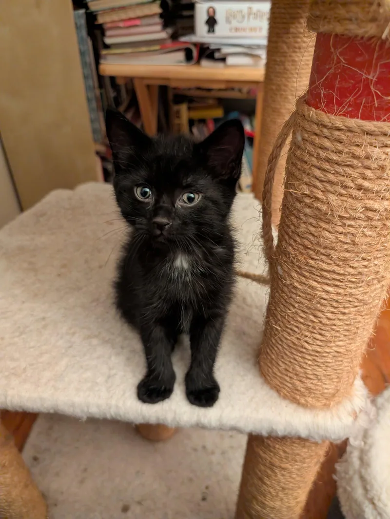 C Litter Blackbear thumbnail 2